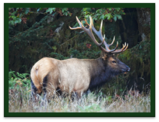  A very large Roosevelt Bull Elk standing up in the waist high grass. Elk has large antlers. 